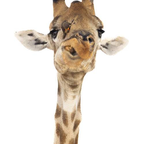 Фотография #12090806