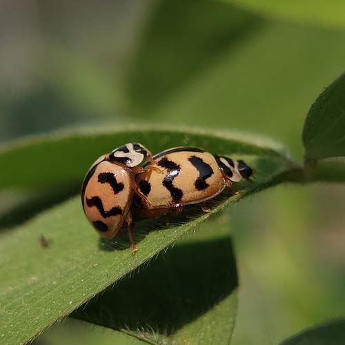 Nature, Macro Photography