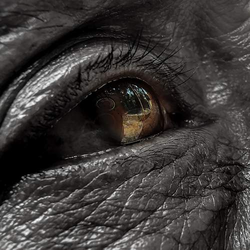 Photo #12092300