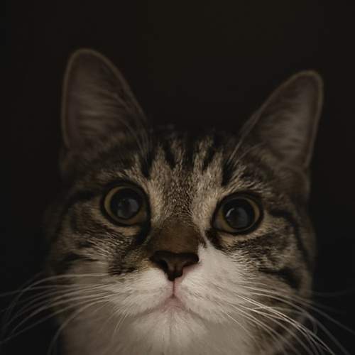Photo #12092873