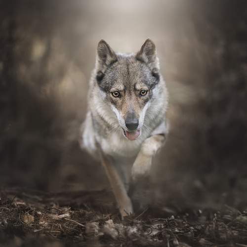 Фотография #12094604