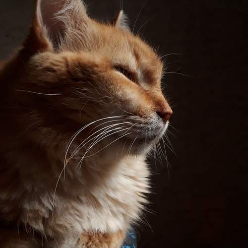 Feline Serenity