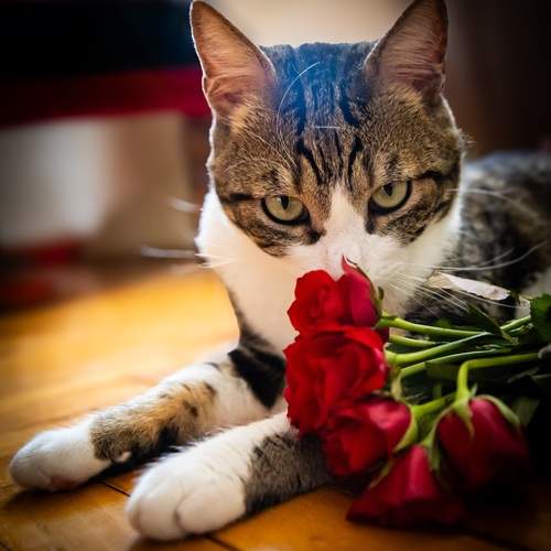 The charming Lucky cat