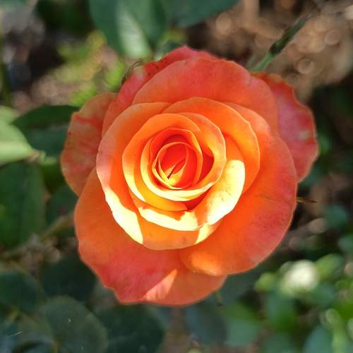 Photo #12096020