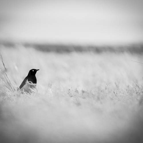 Photo #12096591
