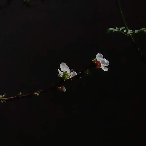 Photo #12096609