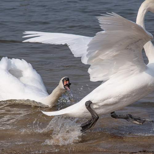 Фотография #12098561