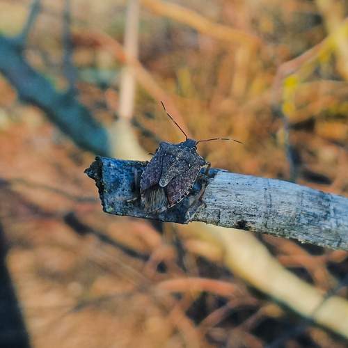 Photo #12098842