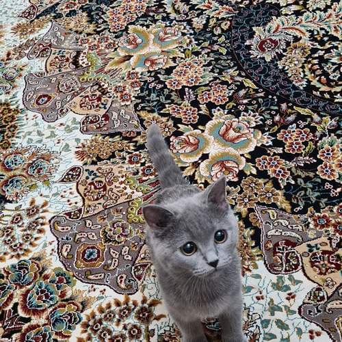 Photo #12098927