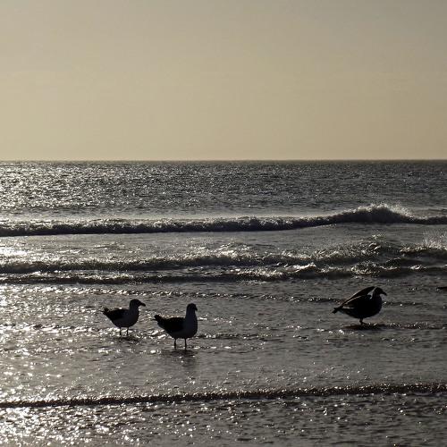 Seagull - Arraial do Cabo, RJ, Brasil