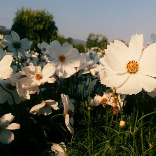 Flowers