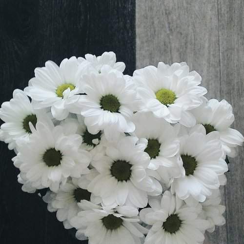Daisies!