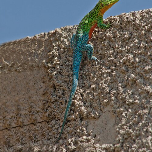 Lizard in my garde. (Liolaemus tenuis). Chile