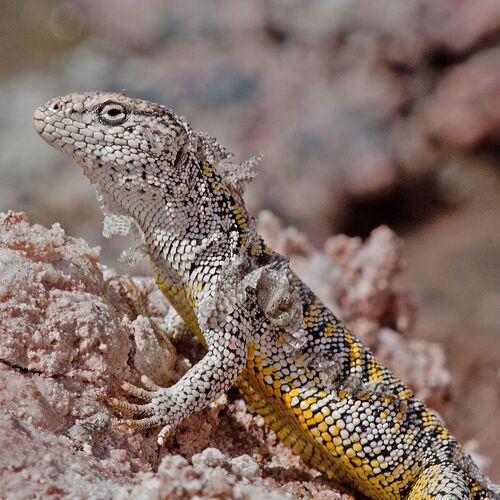 Atacama Salt Flat Lizard (Liolaemus fabiani). Chile