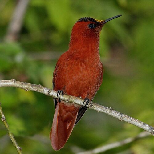 Juan Fernandez Firecrown (Sephanoides fernandensis).