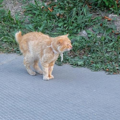 Рыжий кот