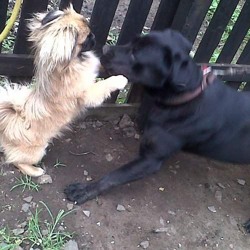 Pequinês (Thor) em visita a sua amiga Nina (Labradora).