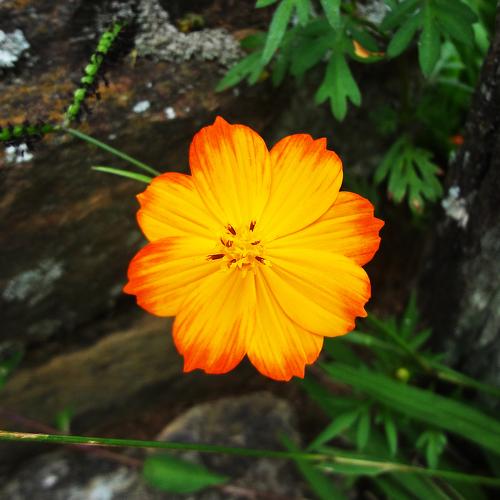 Flor Cosmos / Cosmos Flower