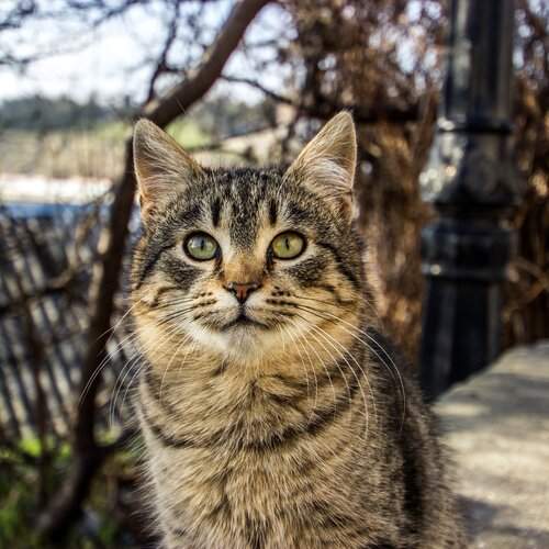 Севастопольские коты