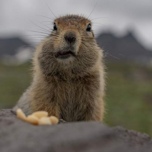 Photo #12100481