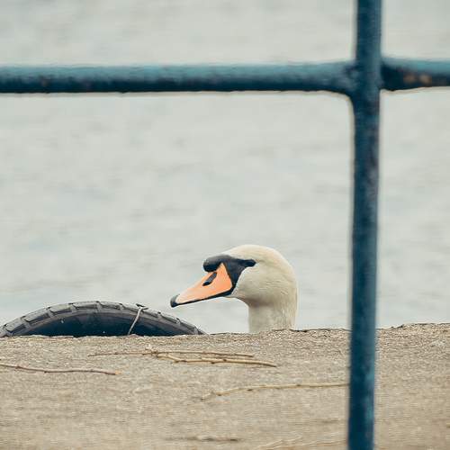 Photo #12101878