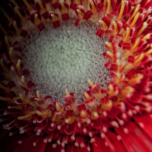 Photo #12101961