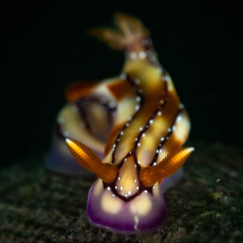 Hypselodoris krakatoa