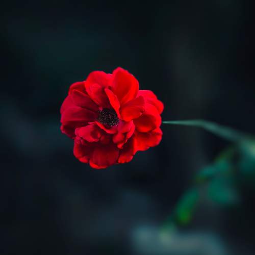 Photo #12104100