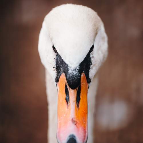 Photo #12106414