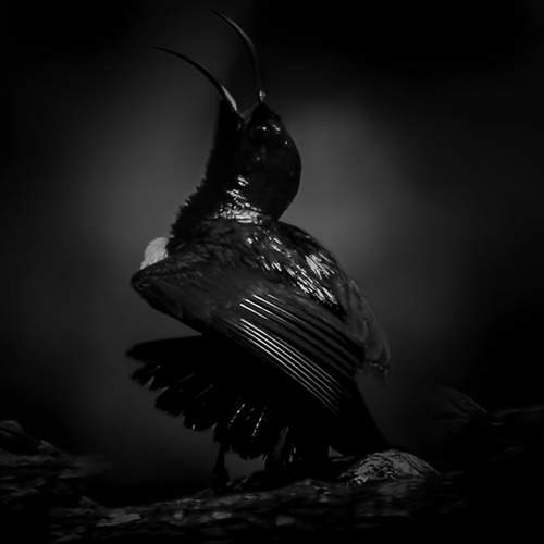 Echoes of the Wild
