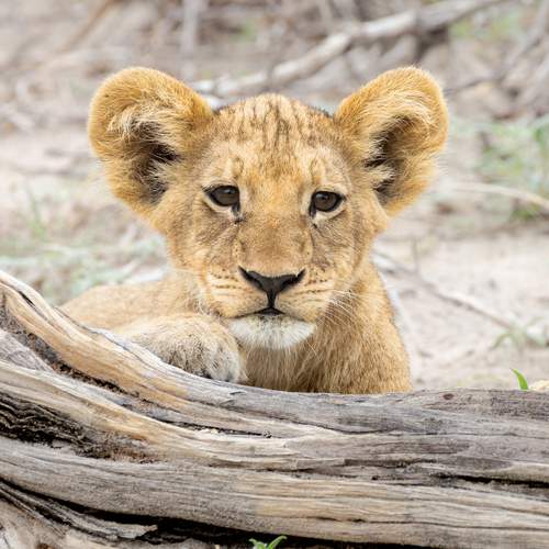 Фотография #12107751