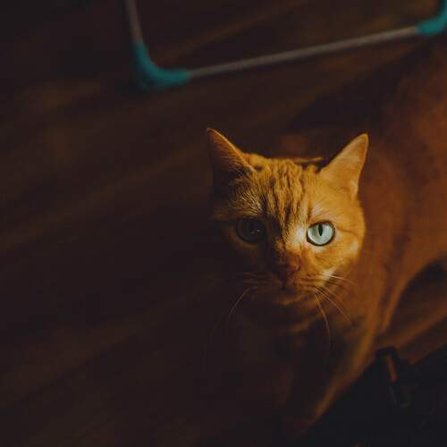 Photo #12107760