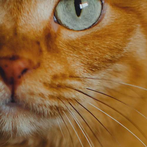 Photo #12107761