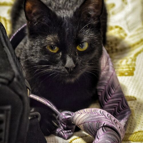 Photo #12108303