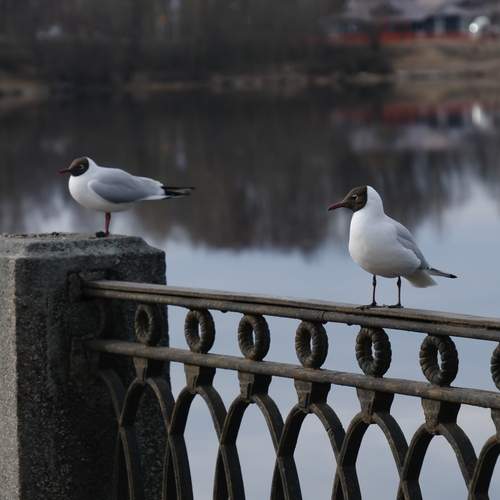 Photo #12108429