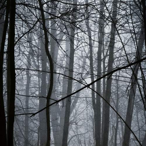 Photo #12109045