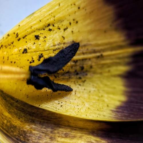 Photo #12110501