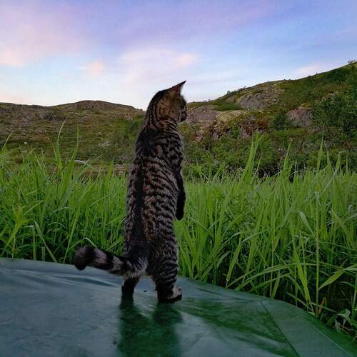 Photo #12110773