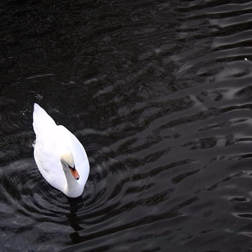 Photo #12112144