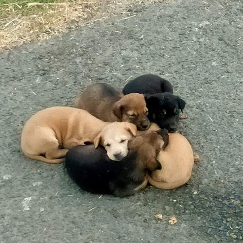 New born baby dogs