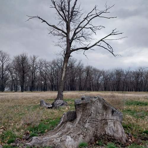 Photo #12113184