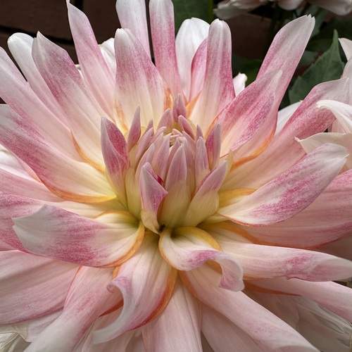 Photo #12113190