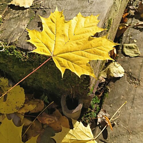 Photo #12113306