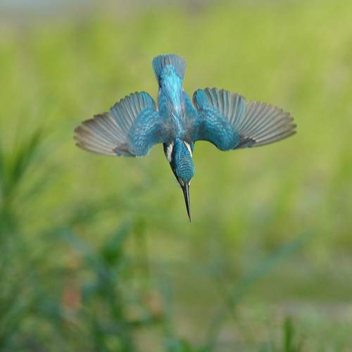 Photo #12113558
