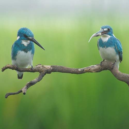 Photo #12113568