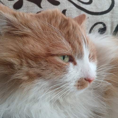 Photo #12114328