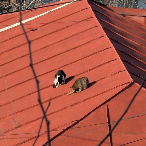 Photo #12114618