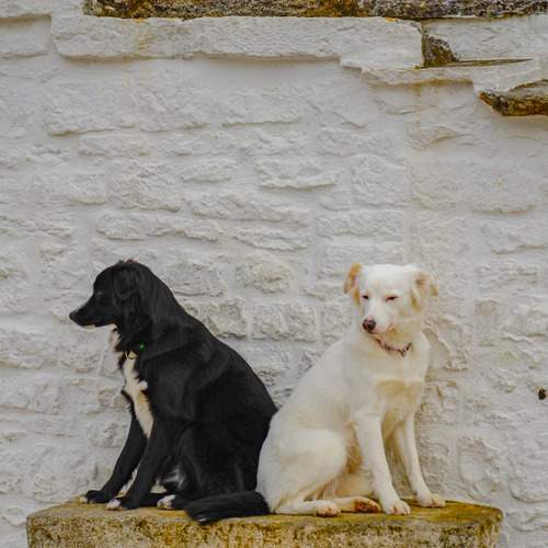 The dogs
