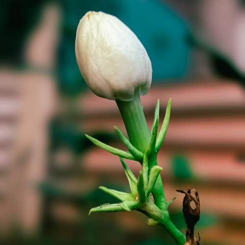 “Silent Bloom”