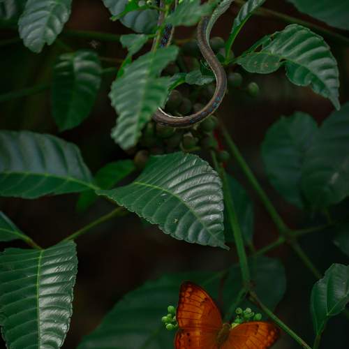 Harmony in Nature